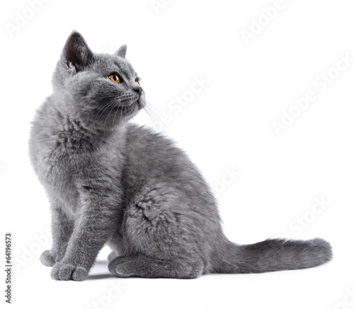 Quadro em tela blue kitten
