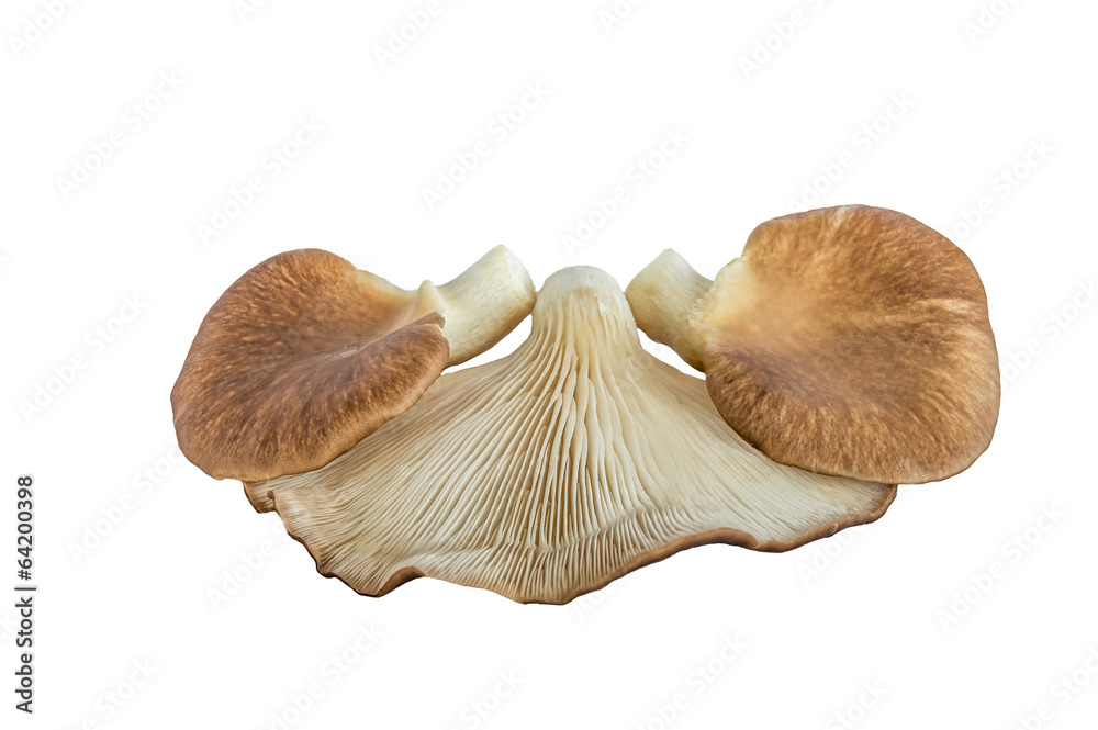 Three oyster mushrooms on white background Three oyster mushrooms on white background