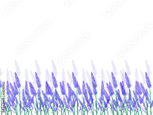 ラベンダー　ハーブ　花