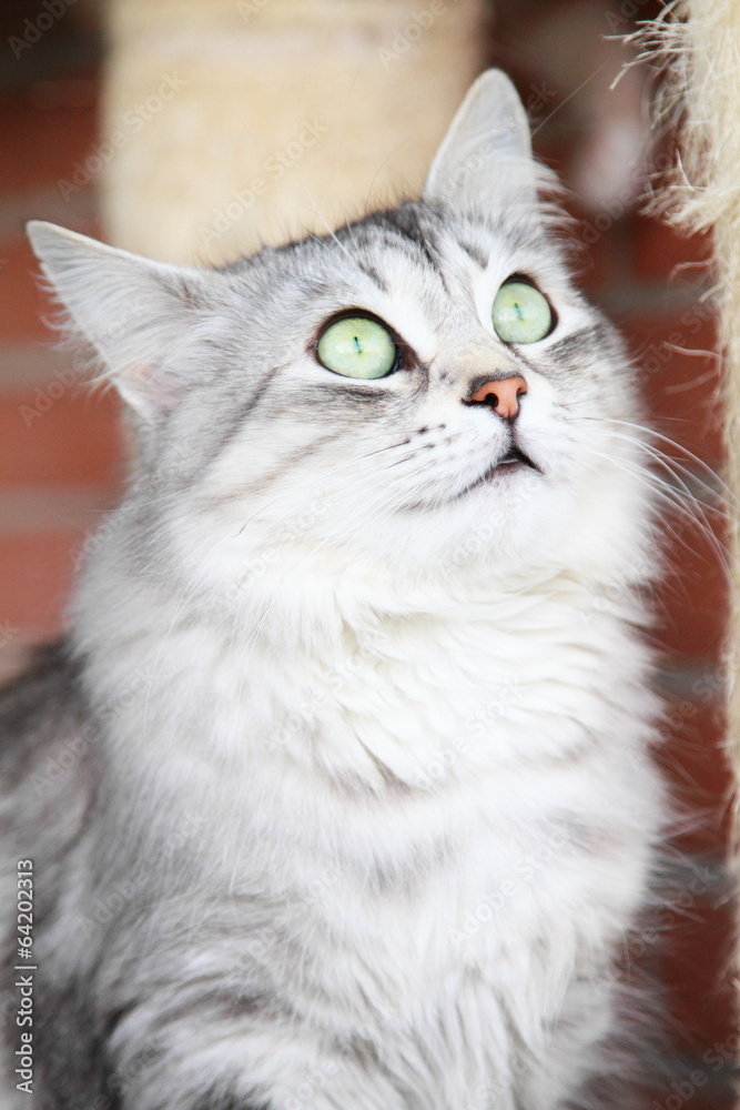 silver cat of siberian breed,adult female