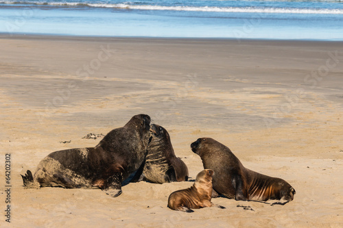 sea lions colony