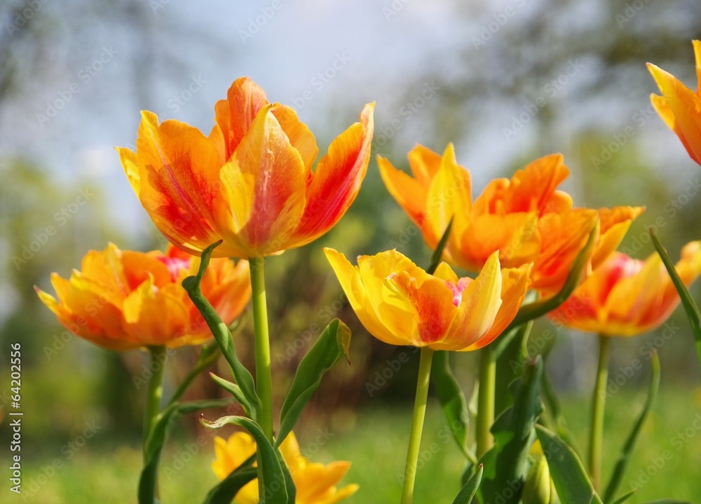 Tulpe rot gelb - tulip red yellow 03 Tulpe rot gelb - tulip red yellow 03