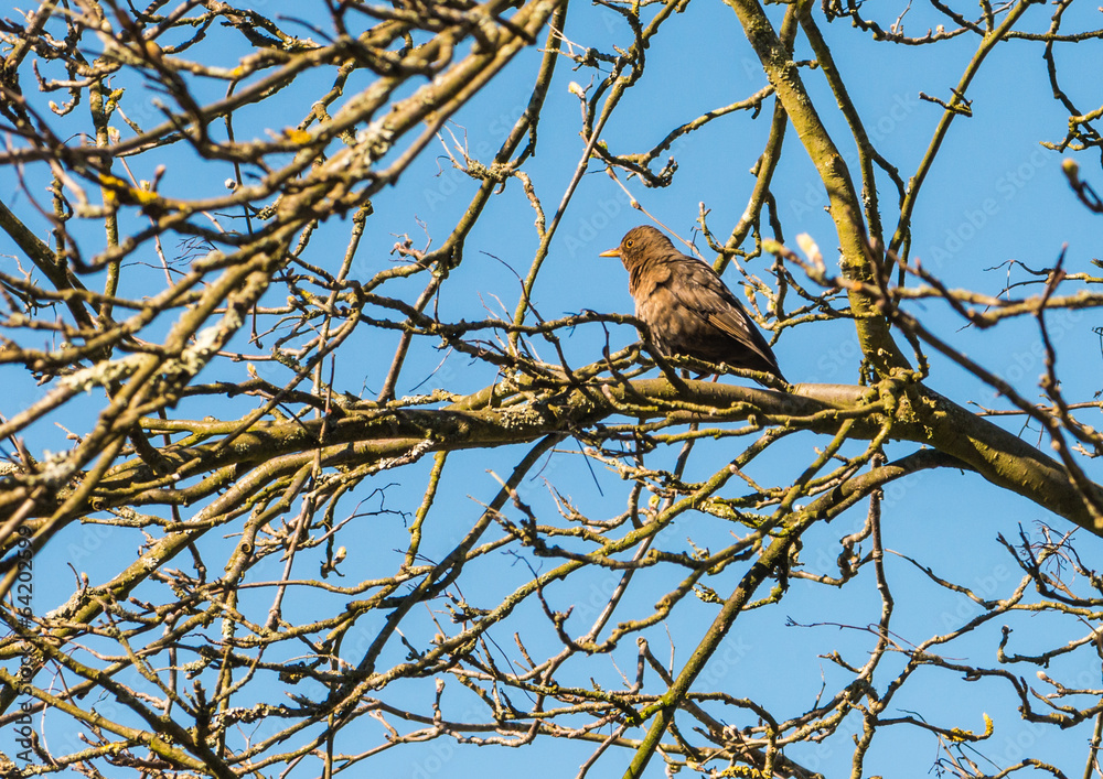 Blackbird Blackbird
