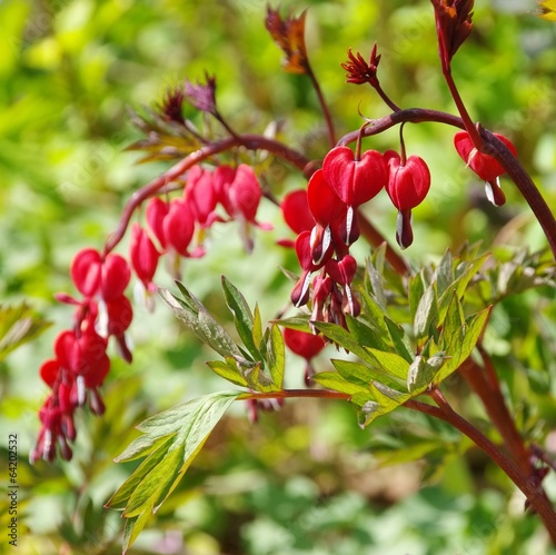 Traenendes Herz - bleeding heart 04 photo