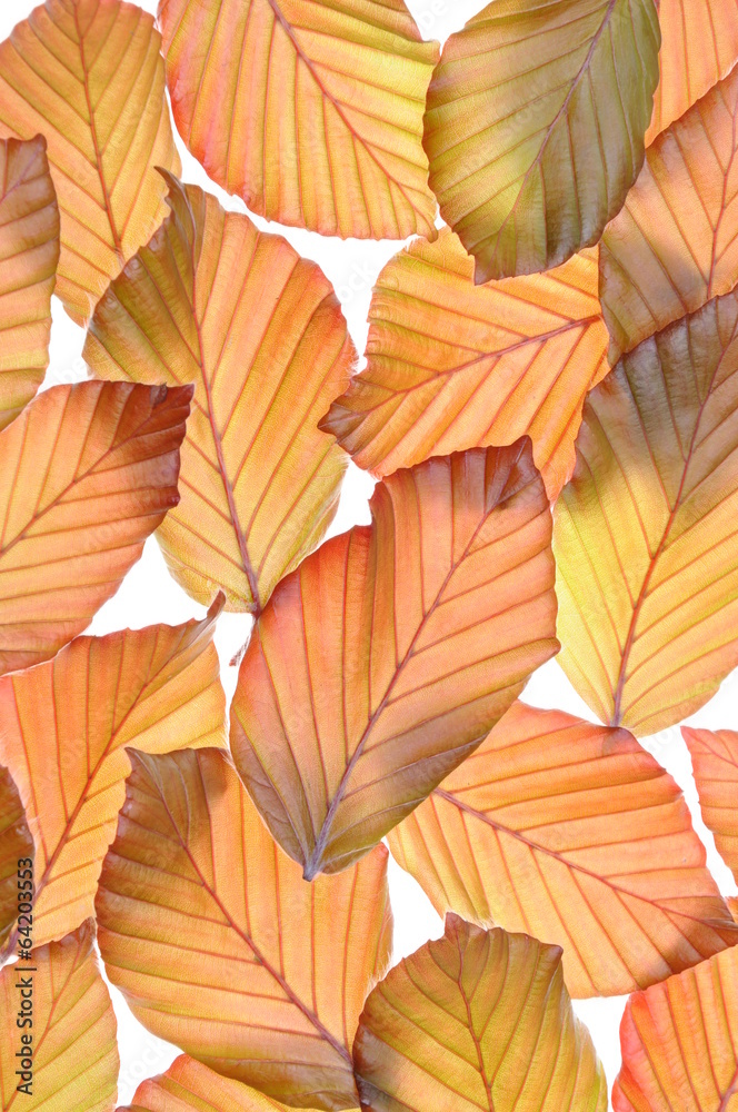 Obraz premium Beech tree fresh leaves as background