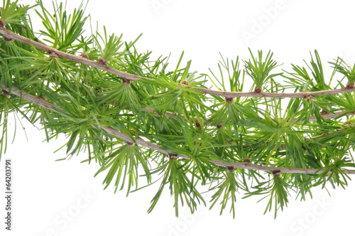 Larch twigs in spring isolated on white background