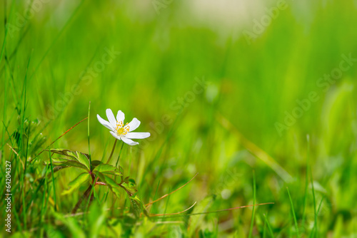 Lonely white Anemone nemoro...