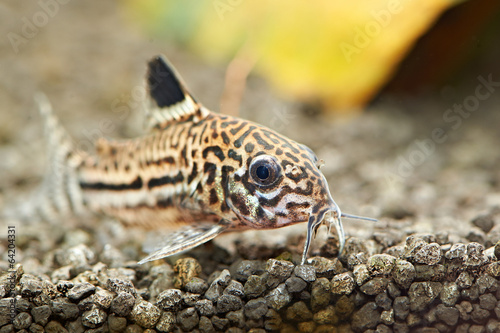 Aquarium fish. Corydoras julii