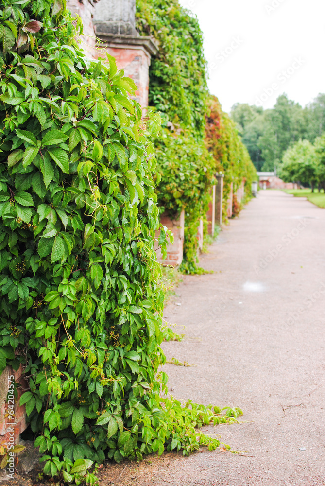 vines in the Upper Park of Peterhof St. Petersburg Russia