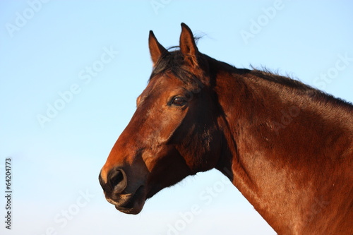 Brown horse portrait in rural area © virgonira