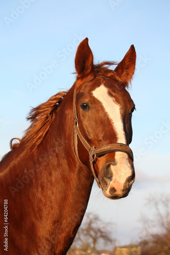 Brown horse portrait in rural area
