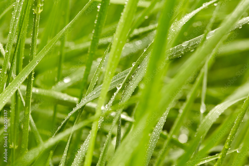 Green grass background Green grass background