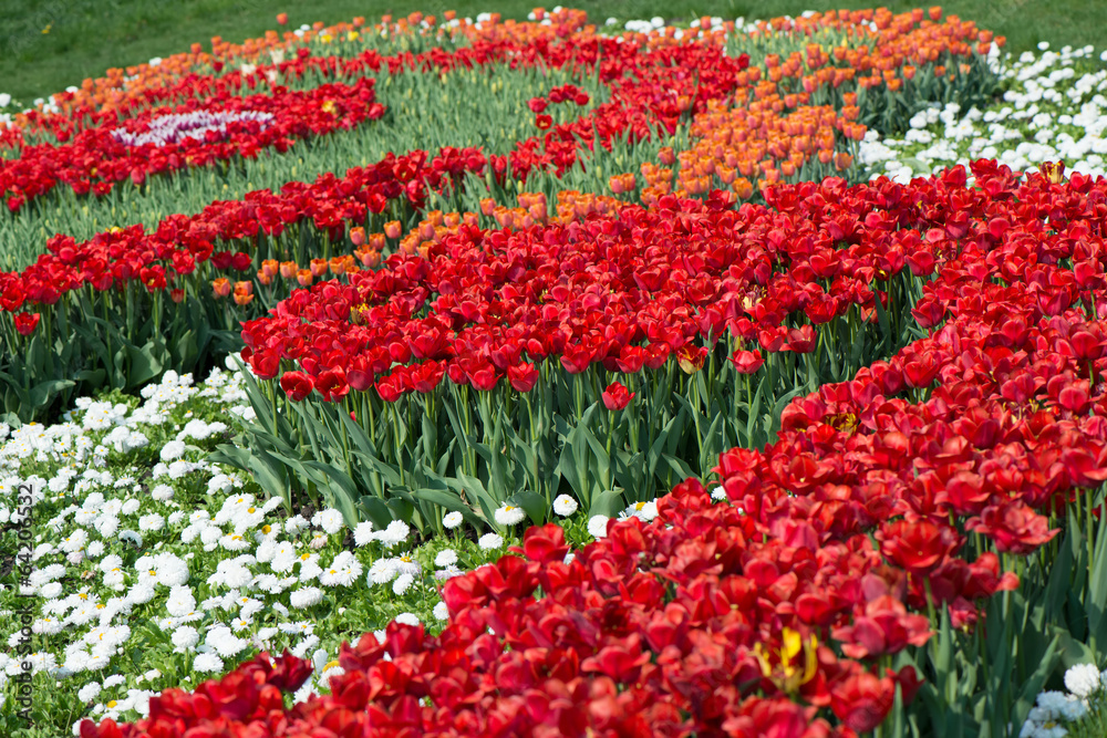 Tulips blossoms Tulips blossoms