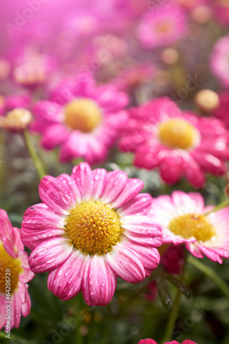 Daisy flower - Spring flower close up