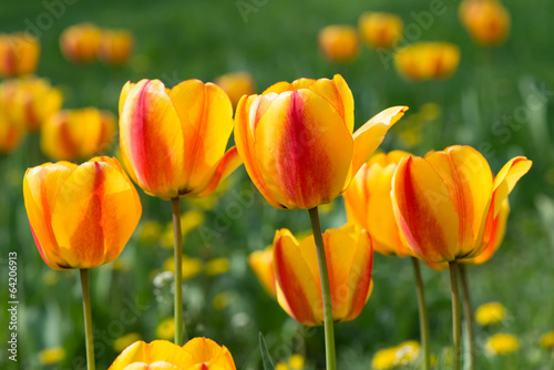 Fototapeta Naklejka Na Ścianę i Meble -  Tulips blossoms