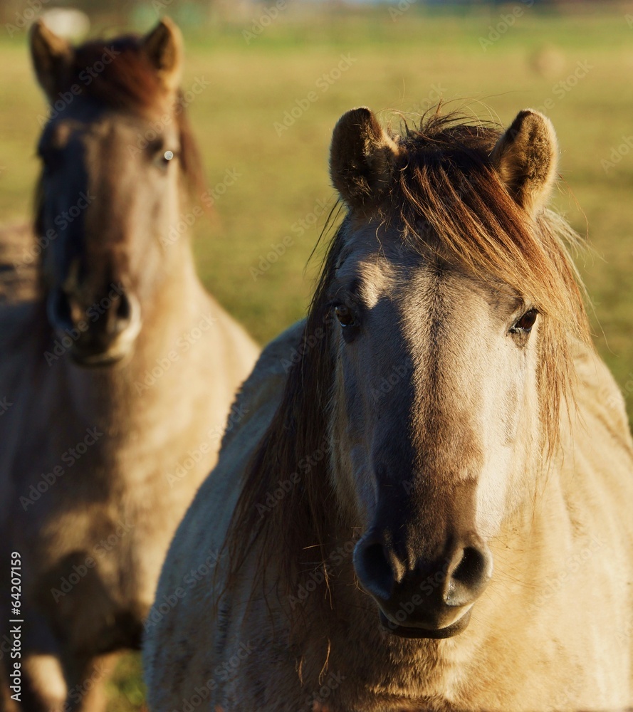 Obraz premium Dziki koń Dülmener