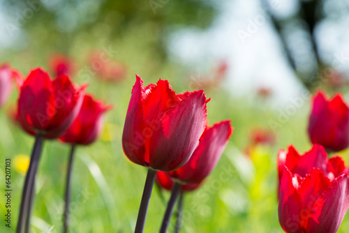 Tulips blossoms © aviavlad