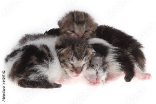 kittens photo