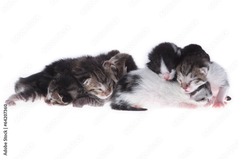 kittens kittens