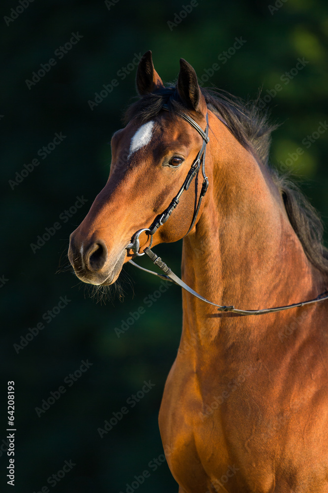 Obraz premium Bay horse portrait on green background, outdoor.
