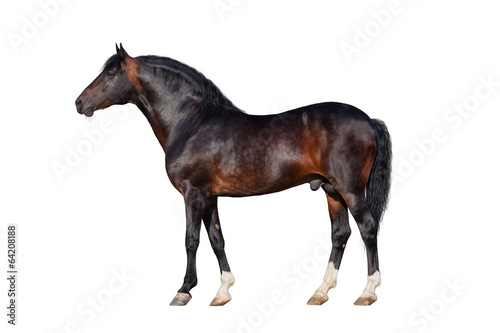 Dark bay horse isolated on white background.