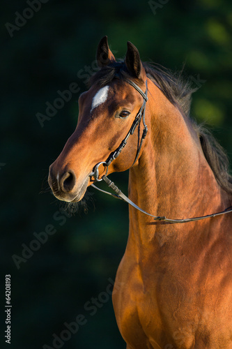 Bay horse portrait on green background, outdoor. © Alexia Khruscheva