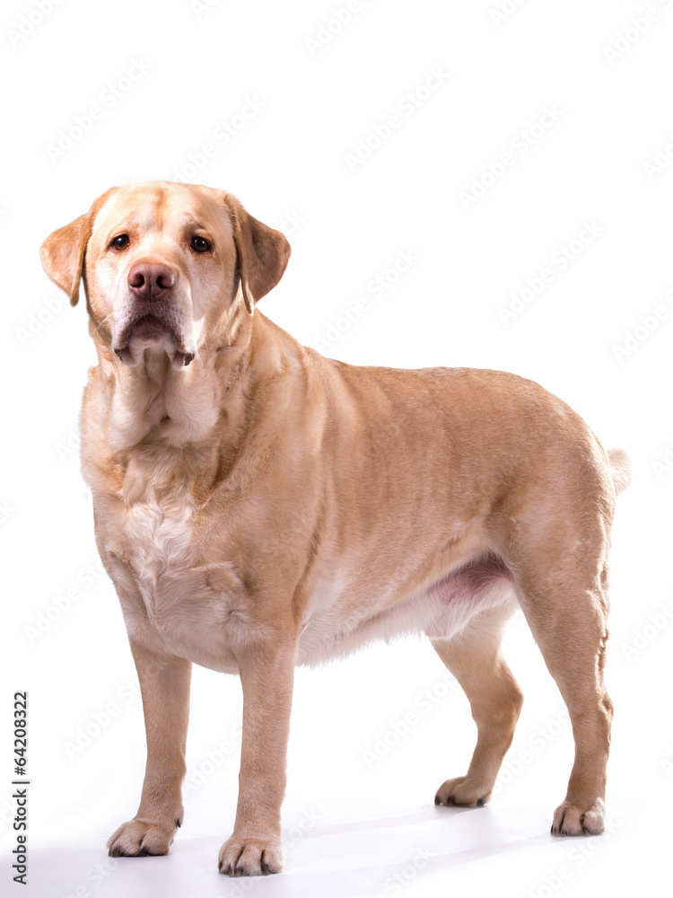 golden labrador overweight