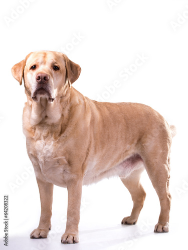 golden labrador overweight