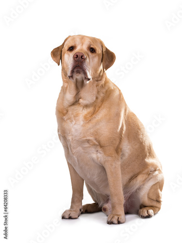 Fototapeta Naklejka Na Ścianę i Meble -  golden labrador overweight