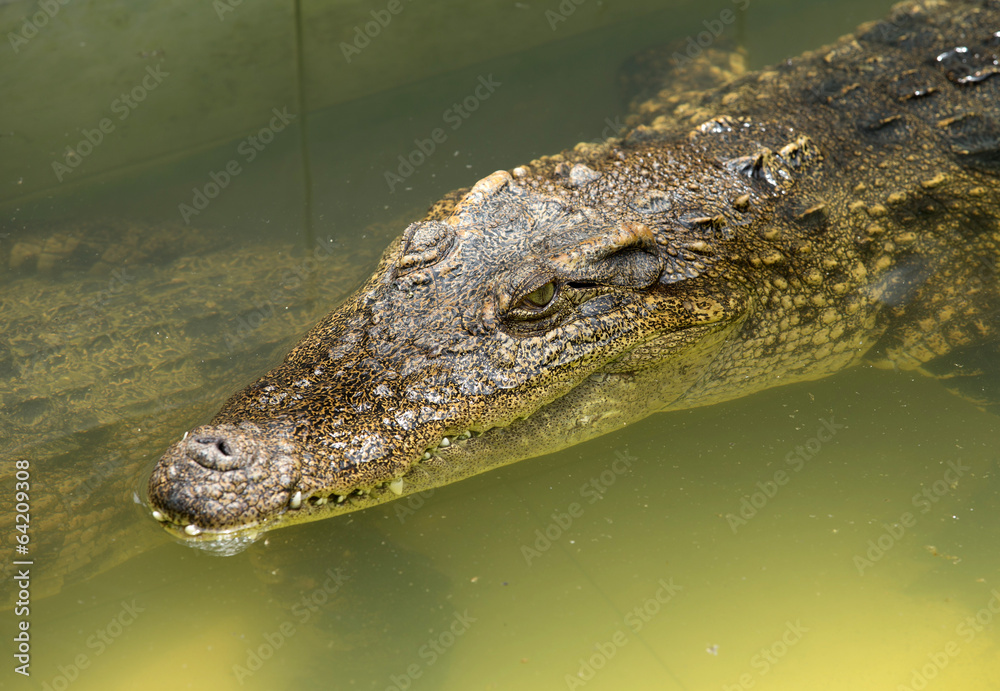 Alligator