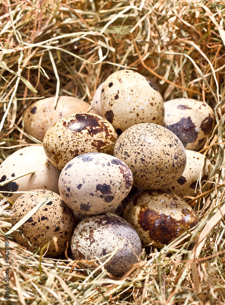 fresh farm egg on hay, top view fresh farm egg on hay, top view