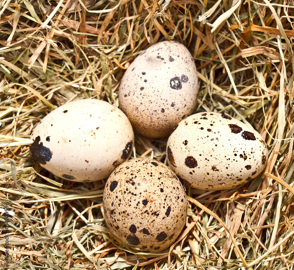 fresh farm egg on hay, top view fresh farm egg on hay, top view