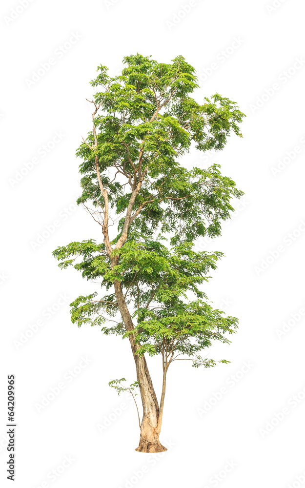 Obraz premium Pterocarpus indicus, tropical tree isolated on white background