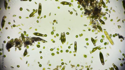 Mikroorganismen unter dem Mikroskop in Full HD