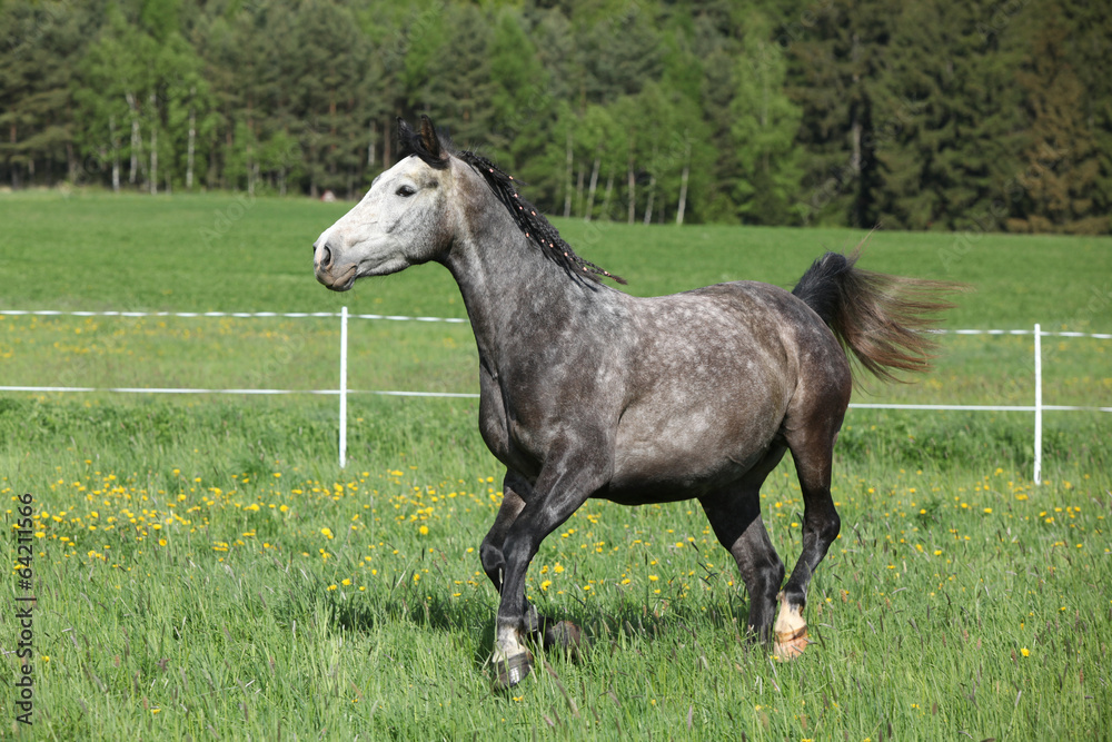 Beautiful grey running horse in pasturage Beautiful grey running horse in pasturage