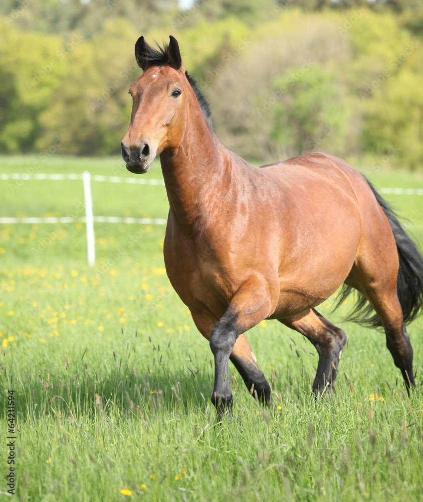 Amazing and big brown horse running Amazing and big brown horse running
