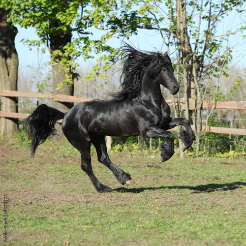 Friesian stallion running