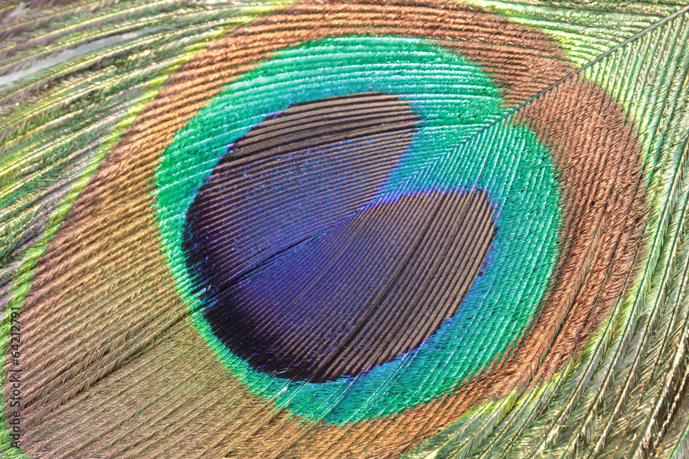 Fototapeta premium Peacock feather, macro shot