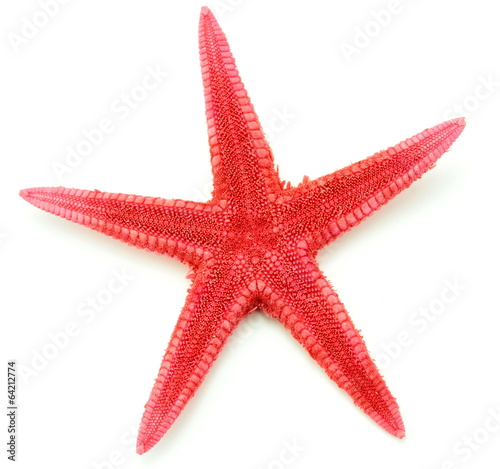 Red seastar ,close up image