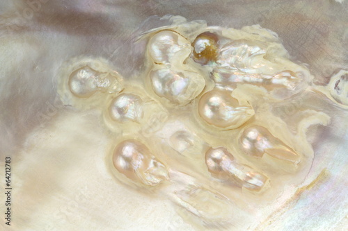 Mother of pearl with real pearls in a sea shell