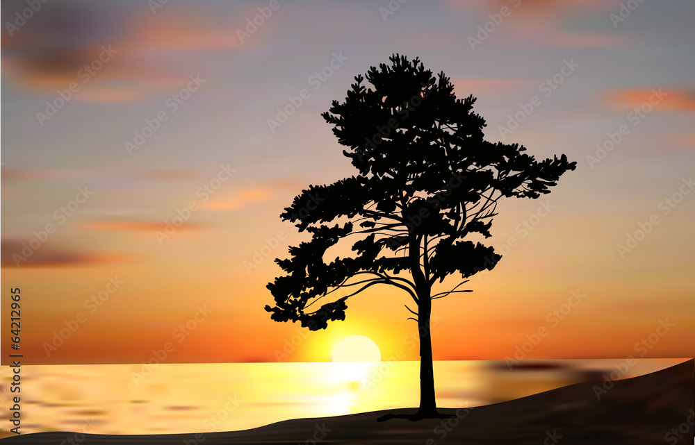 single pine tree silhouette at sunset near sea