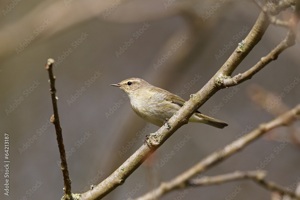 Fototapeta premium Chiffchaff, Phylloscopus collybita