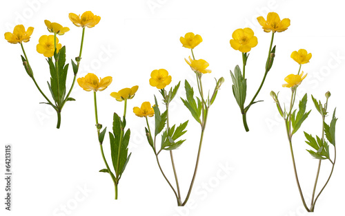 group of isolated yellow buttercup flowers