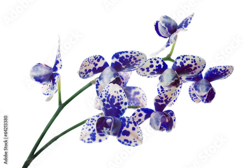 Fototapeta Naklejka Na Ścianę i Meble -  light orchid in large blue spots