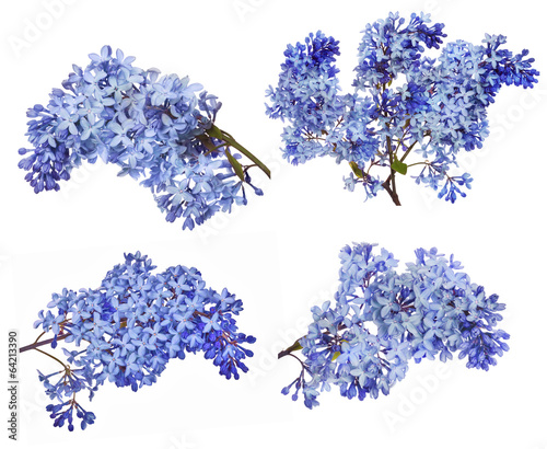 Fototapeta Naklejka Na Ścianę i Meble -  lset of  blue lilac flower branches on white