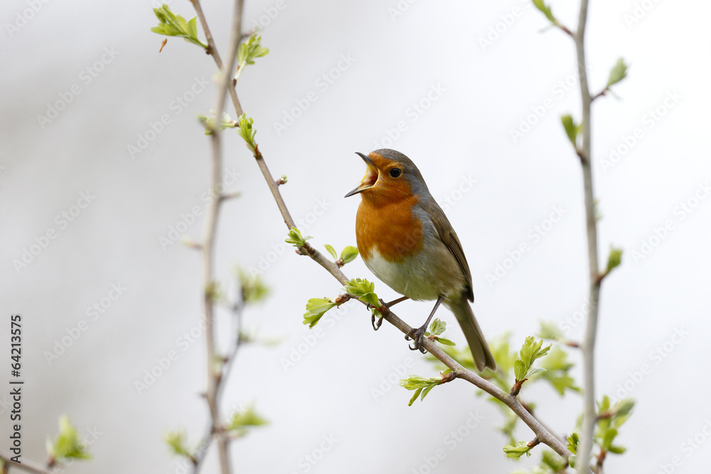 Robin, Erithacus rubecula Robin, Erithacus rubecula