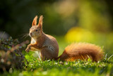 Red squirrel in the sun