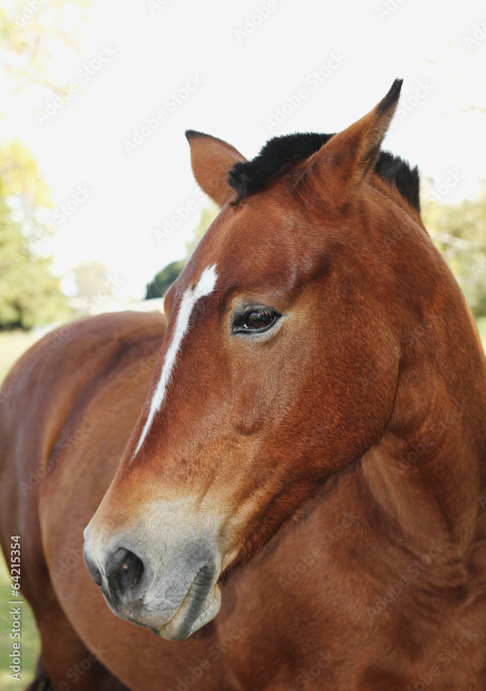 Close up of beautiful horse Close up of beautiful horse