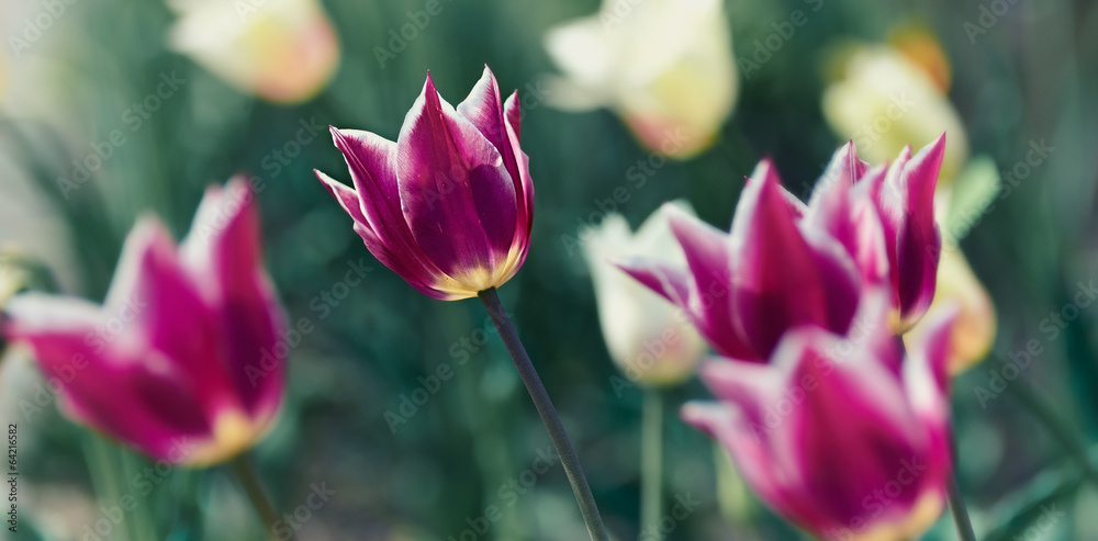 Fototapeta premium Spring Tulips