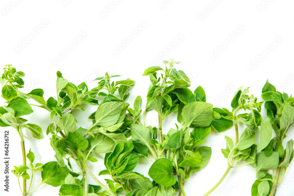 Oregano. Oregano.
